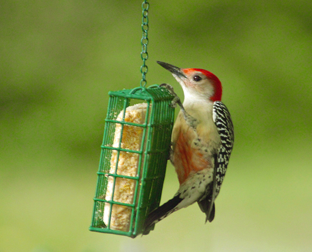 Woodpeckers Of Ohio Lake Metroparks